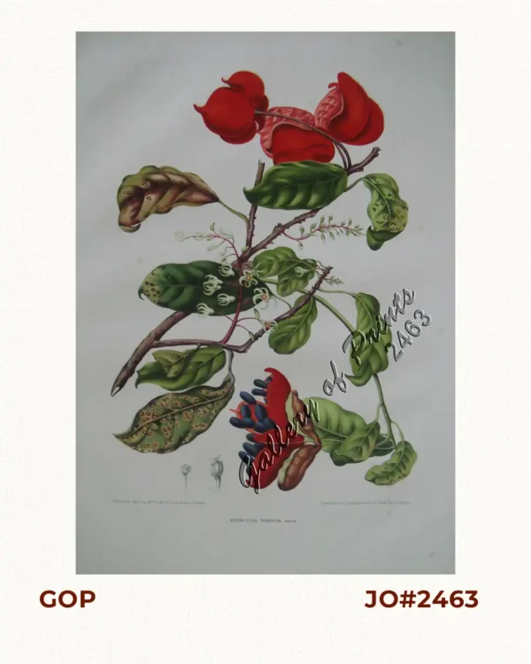 Sterculia Nobilis. Smith. [English: Chinese Chestnut, Thai Chestnut] [Tagalog: Kalumpang] [China: Ping po] [also: Sterculia monosperma]