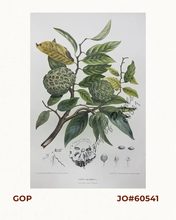 Anona Squamosa. L. [English: Sweetsop.  Tagalog: Atis]