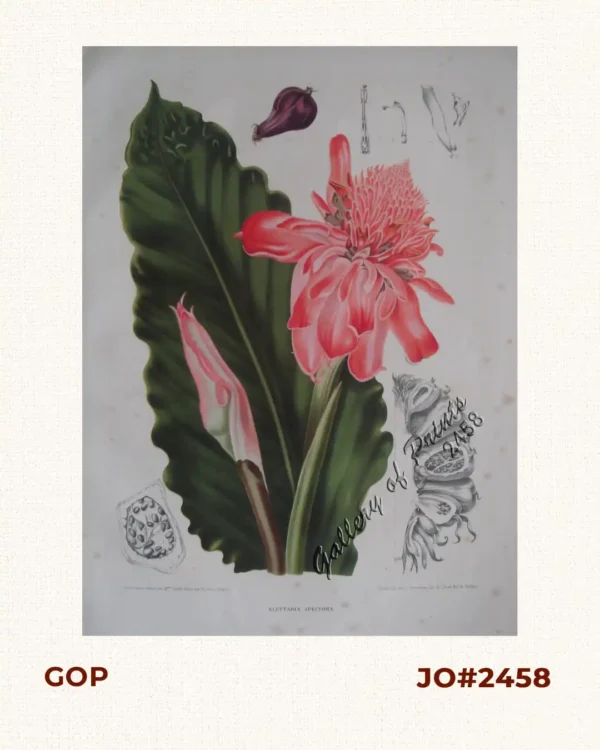 Elletaria Speciosa. Bl.[ume] [Philippine Waxflower; Torch Ginger, (Zingiberaceae family)] Synonym of Etlingera elatior (Jack),