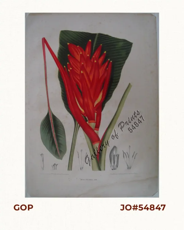 Musa Coccinea. Andr. [Tagalog: Flowering Banana]