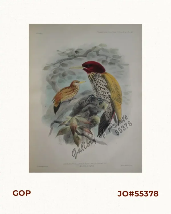 Chrysocolaptes Erythrocephalus (Fig. 1) [Crimson-backed Woodpecker] C. maculiceps (Fig. 2) pl.46