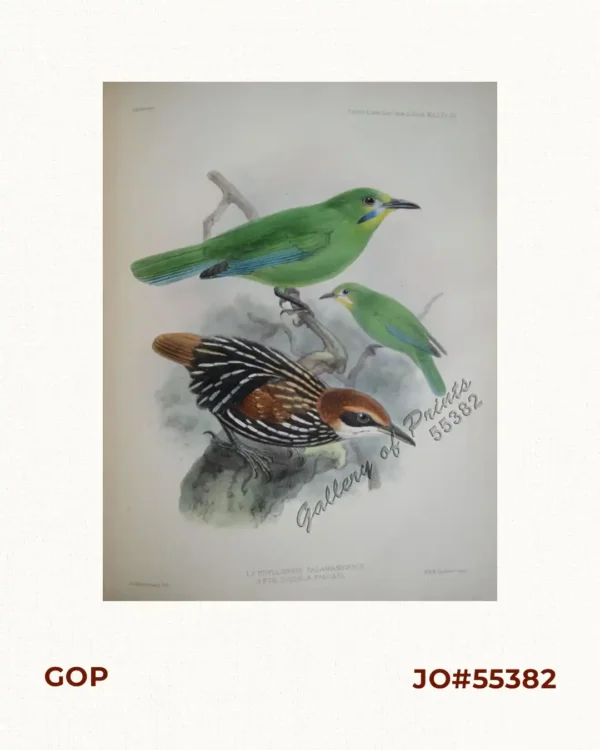 Phyllornis Palawanensis (Fig. 1 & 2) Ptilocichla Falcata (Fig. 3), pl.50 [The Falcated Ground-Babbler]