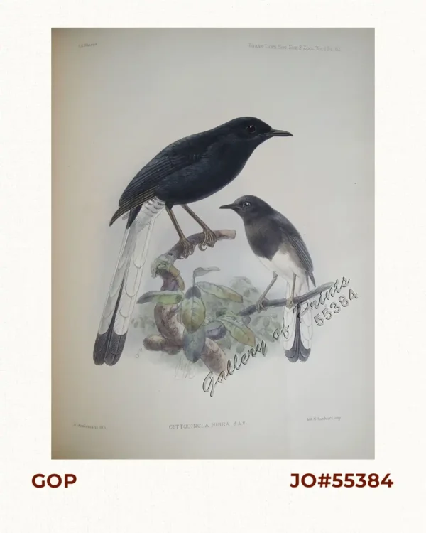 Cittocincla Nigra (male & female) (Robin)