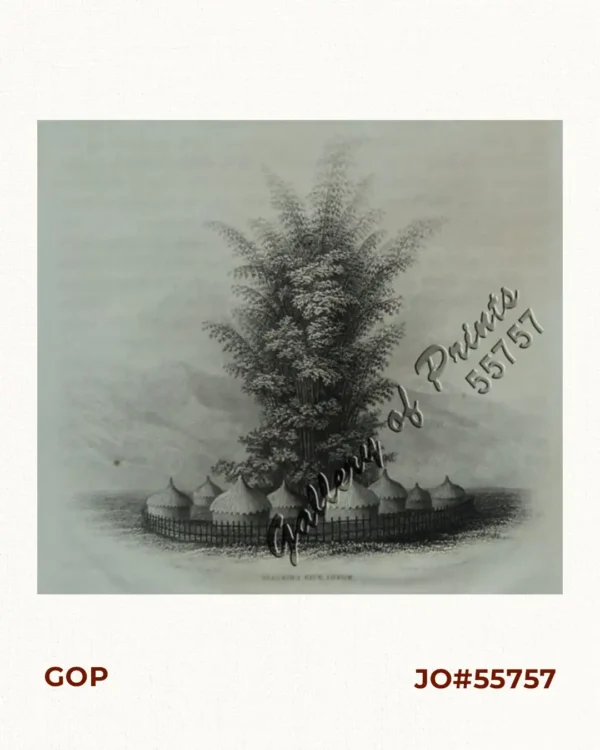 Stacking Rice, Luzon