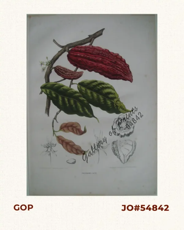 Theobroma Cacao. L. [English: Cacao]
