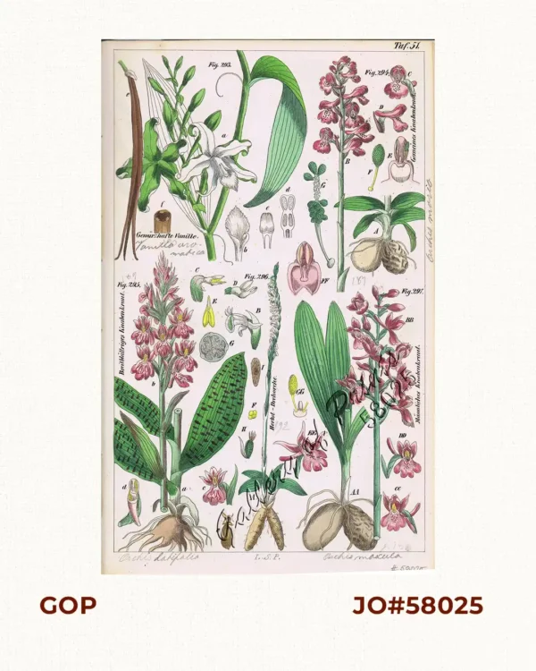 Gewürzhafte Vanille. Fig. 293. [Aromatic Vanilla]; Gemeines Knabenkraut. Fig. 294 [Common Orchid / Orchidaceae]; Breitblättriges Knabenkraut. Fig. 295. [West Marsh Orchid]; Herbst-Drehorche. Fig.296.; Männliches Knabenkraut. Fig. 297. [Orchis Mascula]