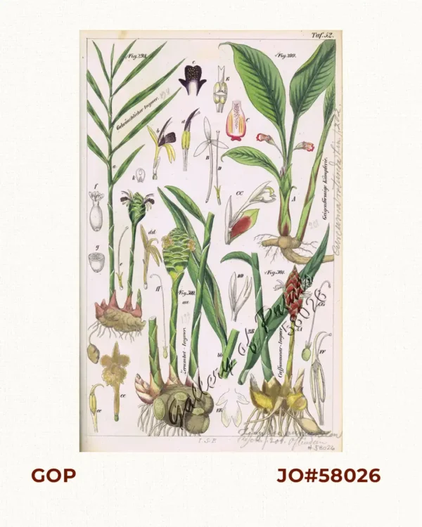 Gebräuchlicher Ingwer. Fig. 298. [Common Ginger]; Geigenförmige Kämpferie. Fig. 299. [Violin-Shaped Kaempferia Ginger]; Zerumbet-Ingwer. Fig. 300. [Zingiber Zerumbet] Ginger; Cassumunar-Ingwer. Fig. 301. [Zingiber Cassumunar] Ginger