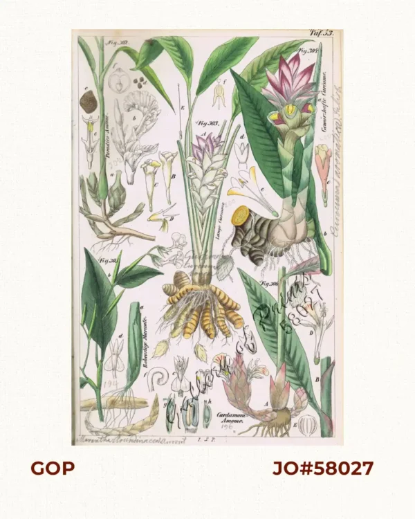 Paradies-Amome. Fig. 302. [Paradise-Amome]; Lange Curcume. Fig. 303. [Long Curcume][Bromeliad]; Gemürzhafte Curcume. Fig. 304. [Herby Curcume]; Rohrartige Marante. Fig. 305. [Rod-like Marant]; Cardamom-Amome. Fig. 306 [Cardamon-Amome]