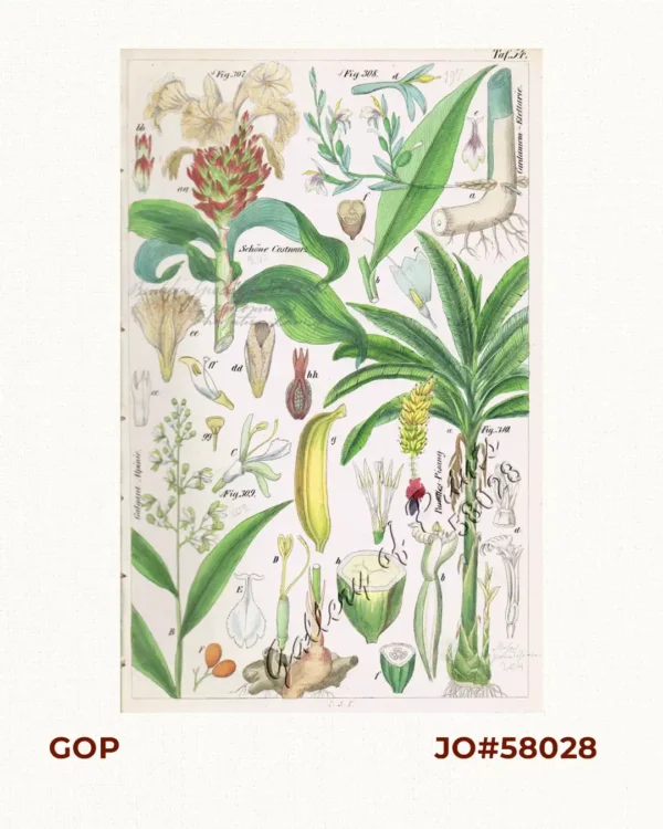 Schöne Costmurz. Fig. 307. [Beautiful Costmurz]; Cardamom-Elettarie. Fig. 308. [Cardamon-Elettarie]; Galgant-Alpinie. Fig. 309. [Galgant-Alpinia]; Paradies-Pisang. Fig. 310. [Paradise-Pisang][Banana]