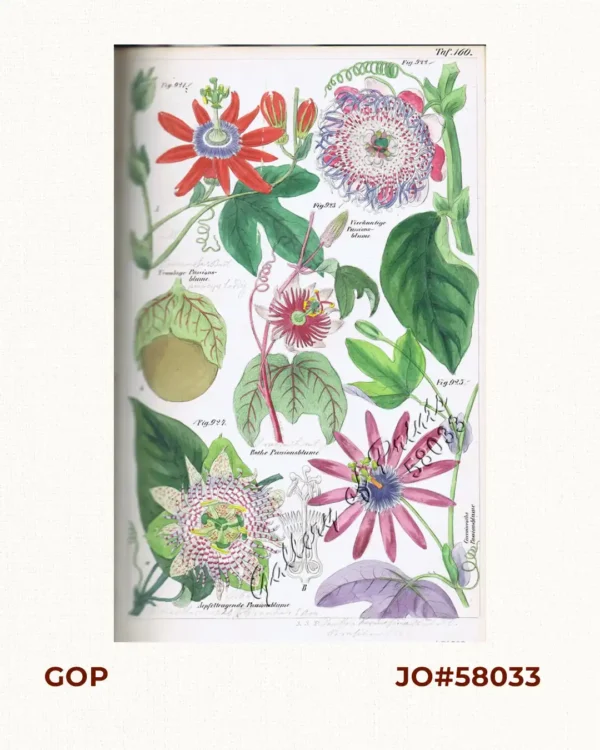 Traubige Passionsblume. Fig. 921. [Grapy Passionflower]; Vierkantige Passionsblume. Fig. 922. [Tetragonal Passionflower]; Rothe Passionsblume. Fig. 923. [Red Passionflower]; Aepfeltragende Passionsblume. Fig. 924. [Apple-carrying Passionflower]; Carminrothe Passionsblume. Fig. 925 [Carmine-red Passionflower]