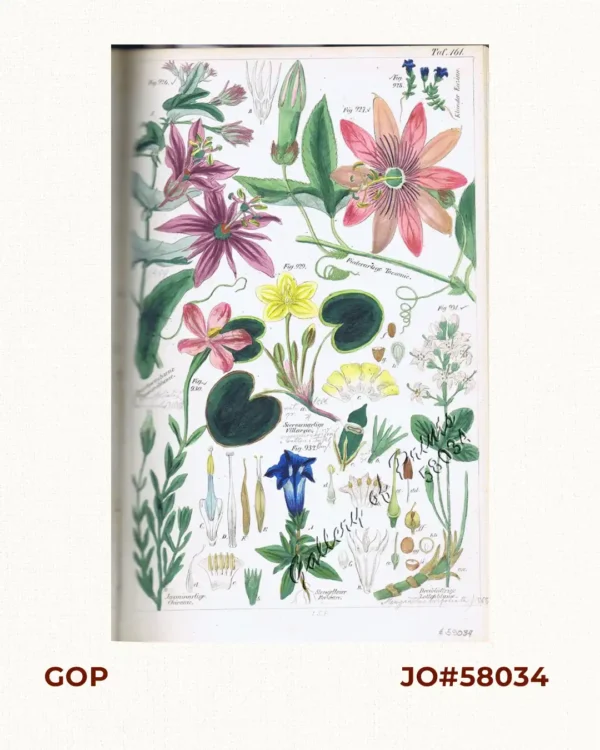 Durchwachsene Passionblume. Fig. 926.  [Marble Passionflower]; Fiederartige Tacsonie. Fig. 927. [Foliage-like Tacsonie]; Kleinster Enzian. Fig. 928. [Smallest Enzian]; Seerosenartige Villarsie. Fig. 929 [Searose-like Villarsie]; Jasminartige Chironie. Fig. 930. [Jasmine-like Chirony]; Dreiblättrige Zottenblume. Fig. 931. [Three-leafed Villi flower]; Stengelloser Enzian. Fig. 932. [Stem-free Enzian]