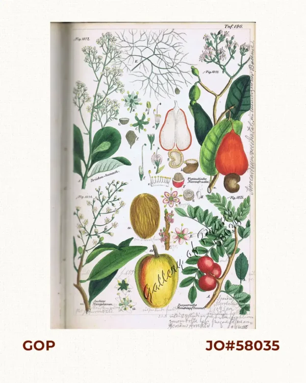 Perücken-Sumach. Fig. 1072. [Smoke-tree/PurpleSmoke bush]; Westindische Nierenfrucht. Fig. 1073. [West Indian Cashew Nut]; Aechter Mangobaum. Fig. 1074. [Genuine Mangotree]; Purpurrothe Mombinpflaume. Fig. 1075. [Purple Mobinplum]