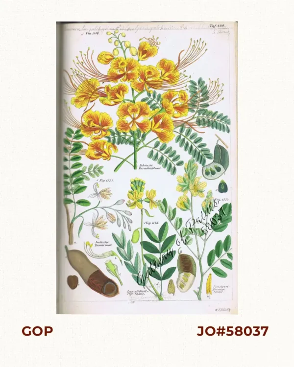 Schönste Paradiesblume. Fig. 1174. [Most Beautiful Paradise flower]; Indische Tamarinde. Fig. 1175. [Indian Tamarind]; Lanzettblättrige Cassie. Fig. 1176. [Lanceolate-leaved Cassie]; Verkehrleiformige Cassie. Fig. 1177. [Traffic-line shaped Cassie]