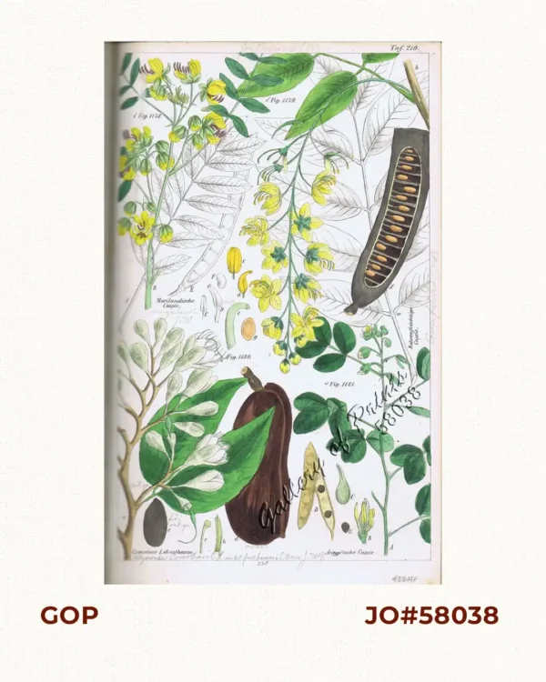 Marilandische Cassie. Fig. 1178. [Marylandian Cassie]; Rohrenfrüchtige Cassie. Fig. 1179. [Fruity rod-like Cassie]; Gemeiner Lokustbaum. Fig. 1180. [Common Locust tree]; Aegyptische Cassie. Fig. 1181. [Egyptian Cassie]