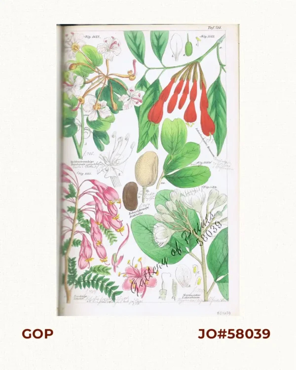 Doldentraubige Bauhinie. Fig. 1182. [Raceme bauhinia]; Scharlachrothe Brownea. Fig. 1183. [Scarlet Brownea]; Bohnenförmige Dickhütse. Fig. 1184 [Bean-shaped thickhut]; Prächtige Schotie. Fig. 1185. [Magnificent Shotty]; Martius'scher Lokustbaum. Fig. 1185. [Martiusian locust tree]