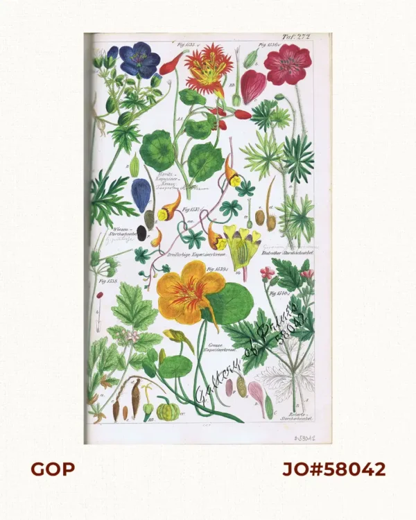 Wiesen-Storchschnabel. Fig. 1534. [Grass-Geranium]; Moritz-Kapuziner-Kresse. Fig. 1535. [Moritz-Nasturtium]; Blutrother Storchschnabel. Fig. 1536. [Bloodred Geranium]; Dreifarbige Kapuzinerkresse. Fig. 1537. [Three-colored Nasturtium]; Bisamduftender Reiherschnabel. Fig. 1538. [ Bisamduftender Heron's beak]; Grosse Kapuzinerkresse. Fig. 1539. [Big Nasturtium]; Roberts-Storchschnabel. Fig. 1540. [Robert's Geranium]