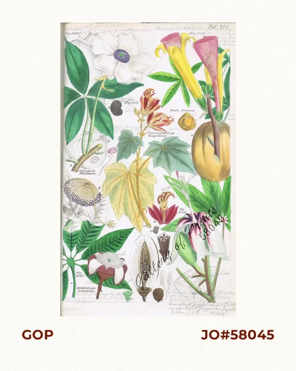 Gefingerte Adansonie. Fig. 1552. [Fingered Adansonie]; Rothe Pachira. Fig. 1553. [Red Pachira]; Platanenblättrige Fingerblume. Fig. 1554. [Sycanore Finger flower]; Achtblättriger Ceibabaum. Fig. 1555. [Eight-leafed Ceibatree]; Bombax occidentale Spreng.; Bombax pentandrum L.; Eriodendron anfractuosum ß. Caribaeum DeC. fig. 1556.