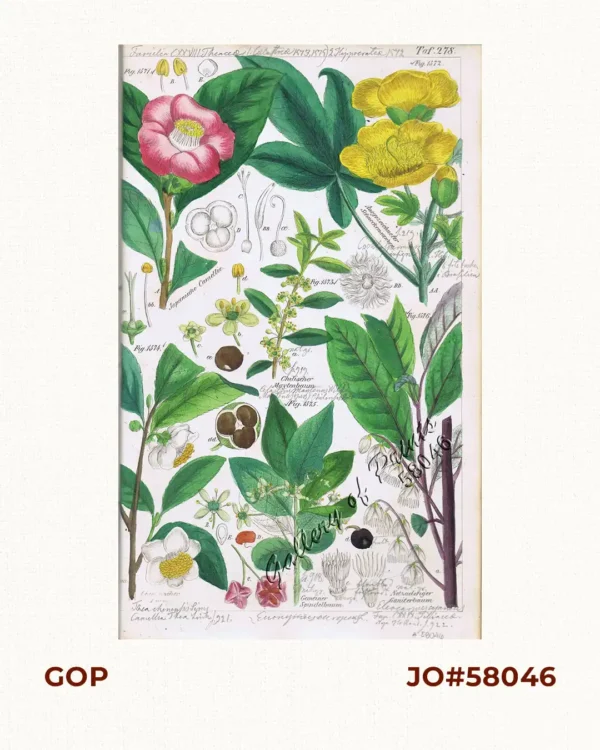 Japanische Camellie. Fig. 1571. [Japanese Camellie]; Ausgezeichneter Schneckensamen. Fig. 1572. [Excellent worm seed]; Chilischer Maytenbaum. Fig. 1573. [Chilian Maytan tree]; Chinischer Thea. Fig. 1574. [Chinese Thea]; Gemeiner Spindelbaum. Fig. 1575. Common Spindle tree]; Netzaderiger Ganiterbaum. Fig. 1576. [Netveined Ganiter tree]