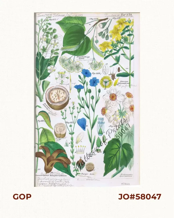 Indische Vaterie. Fig. 1577. [Indian Vaterie]; Kleinblättrige Linde. Fig. 1578. [Small-leaved Lime/ Basswood]; Gemeines Johanniskraut. Indische Vaterie. Fig. 1577. [Indian Vaterie]; Kleinblättrige Linde. Fig. 1578. [Small-leaved Lime/ Basswood]; Gemeines Johanniskraut. Fig. 1579. [Common Saint John's wort]; Gemeiner Lein. Fig. 1580. [Common Flax]; Sumatrascher Kampheroelbaum. Fig. 1581. [Sumatran Camphor tree]; Purgir-Lein. Fig. 1582. [Purgir-Flax]; Afrikanische Sparrmannie. Fig. 1583. [African Hemp/Linden]