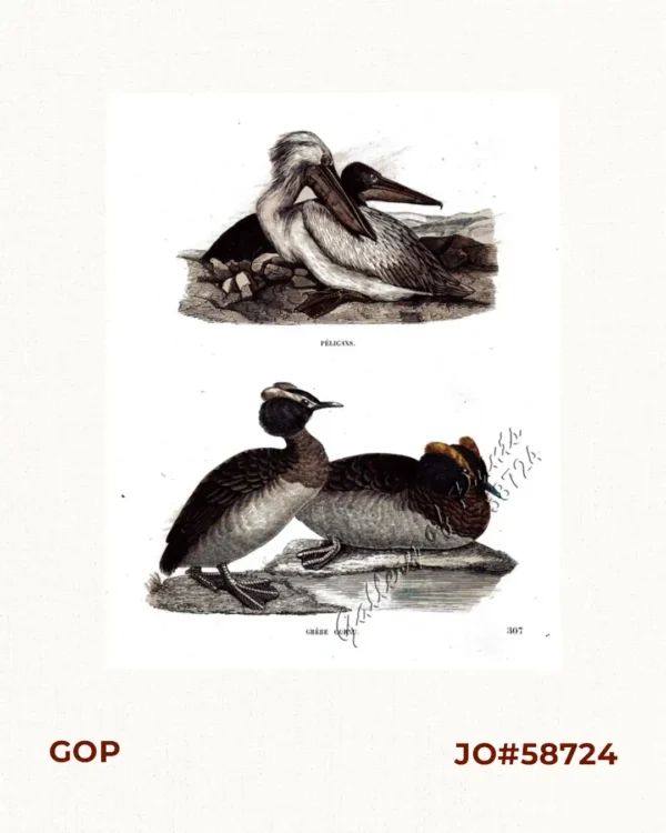 1) Pélicans. 2) Grèbe Cornu.