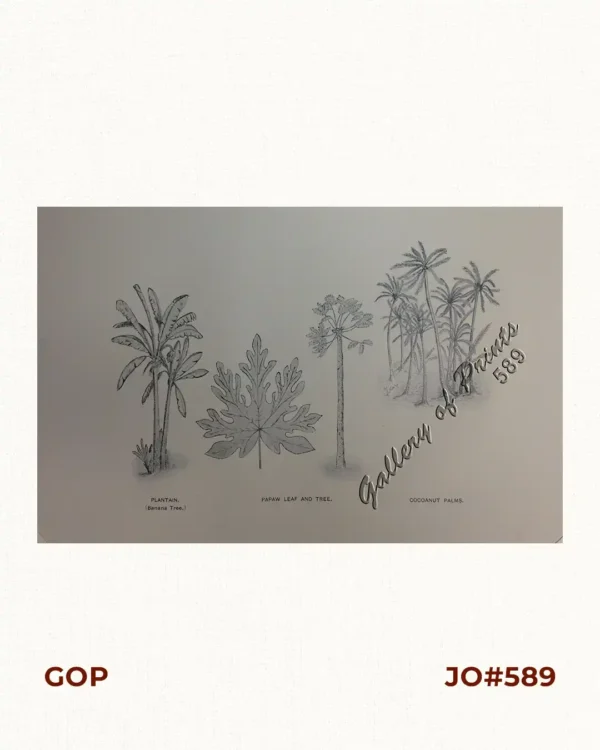 1. Plantain. (Banana Tree), 2. Papaw Leaf and Tree, 3. Cocoanut Palms