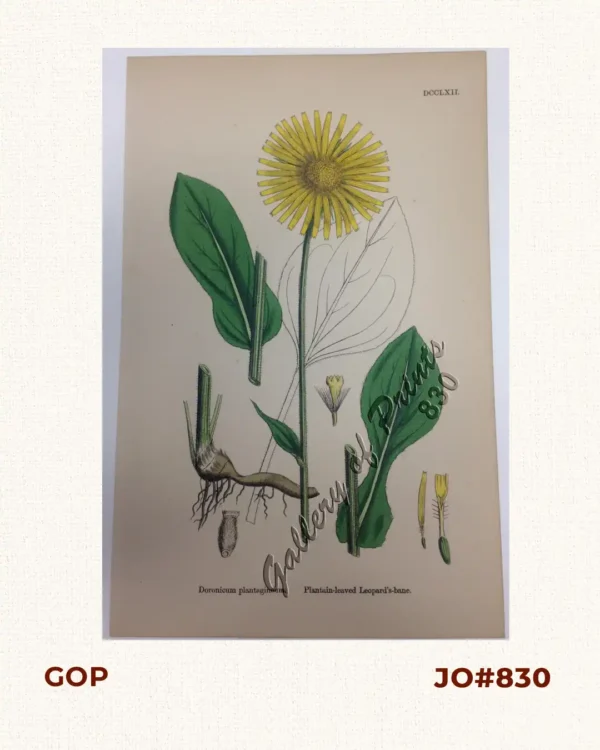 Doronicum plantagineum. Plantain-leaved Leopard's-bane.