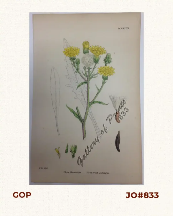 Picris hieracioides. Hawk-weed Ox-tongue.