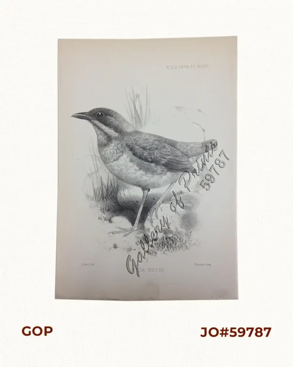 Pitta Kochi [The Whiskered Pitta]