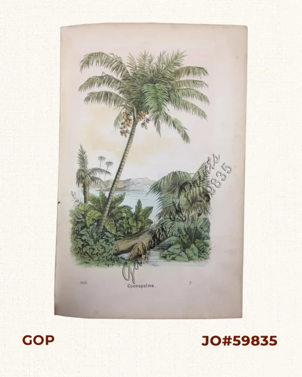 Cocospalme [Coconut Tree]