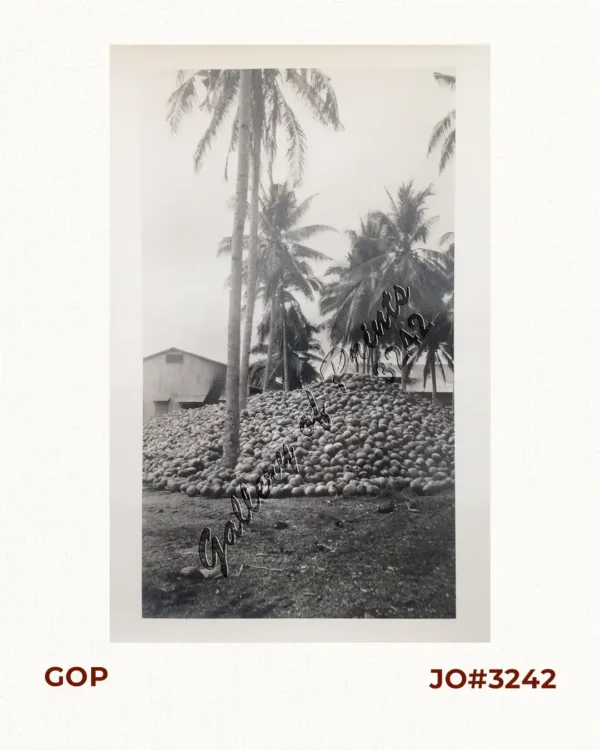 Coaconut Plantation, Zambooanga, Philippine Islands.