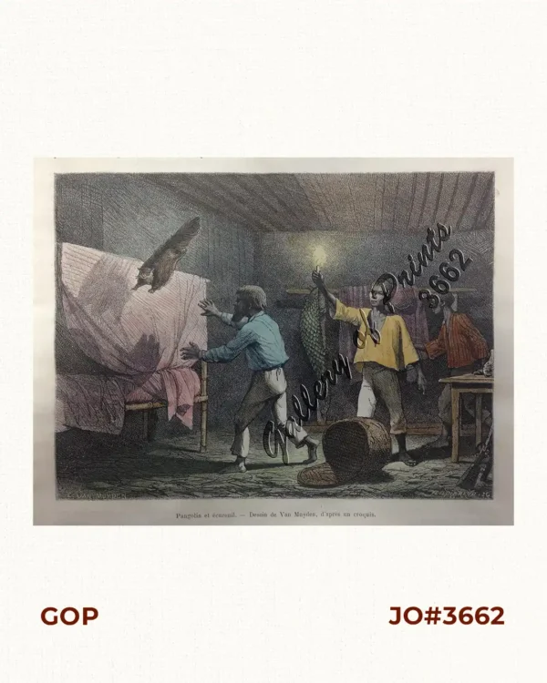 Pangolin et ecureuil. [Pangolin and Squirrel]