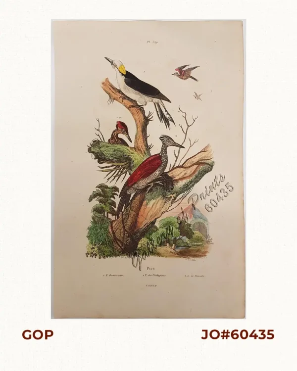 Pics. 1. P. Dominicain; 2. P. des Philippines; 2. a. La Femelle. 'Pic Dominicain (Dominican/white woodpecker). Pic Phil. (Chrysocolaptes lucidus) - male