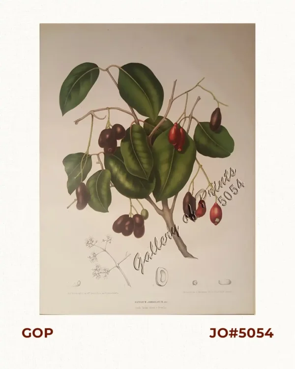 Syzygium Jambolanum. Dec. [Local Name: Duhat]