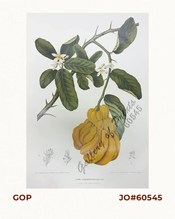 Citrus Sarcodactylis. Hort. et Bog. [English: Buddha’s Hand citron / Fingered citron / Citrus medica L. / Swingle]