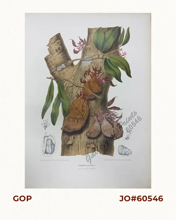 Cynometra Cauliflora. L. [Indonesia: Nam-nam; English translation"flowers on the stem"]