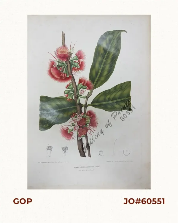 Flores Jambosae Domesticae. Rumph. [English: Malaysian Apple] [Local Name: Makopa]