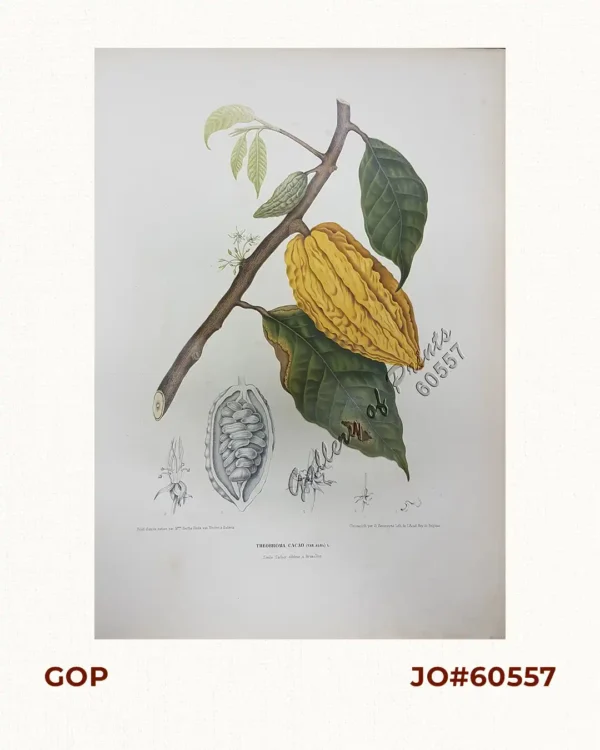 Theobroma Cacao. (Var. Alba) L. [English: Cacao]