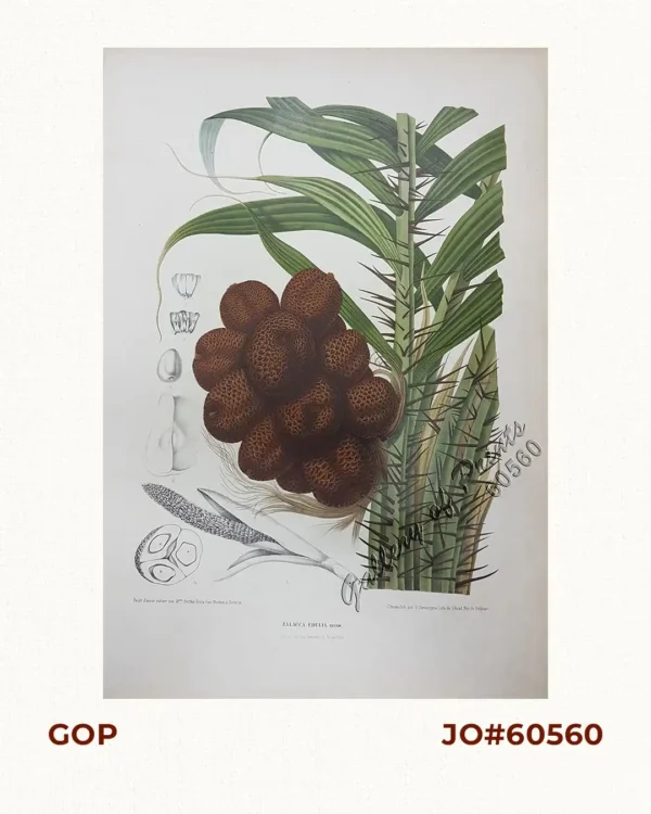 Zalacca Edulis. Reinw. [English: Snake Fruit Tree; Indonesia: Salak Tree]