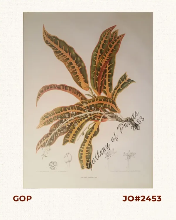 Codiaeum Variegatum. Rump.  [English: Croton] [Local Names: San Francisco / Deliciosa]
