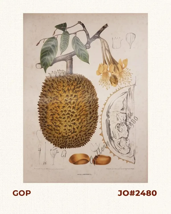 Durio Zibethinus. L. [Local Name:  Durian]
