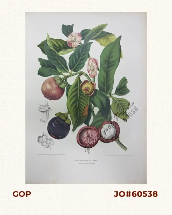 Garcinia Mangostana. L. [English: Mangosteen]