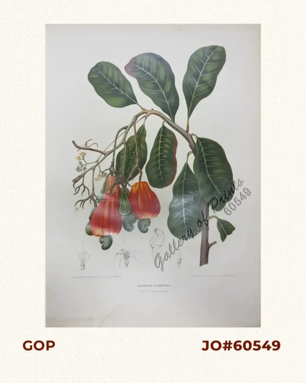 Anacardium Occidentale. L.: Jamboe Monjet. [English: Cashew.  Local Name: Kasoy]