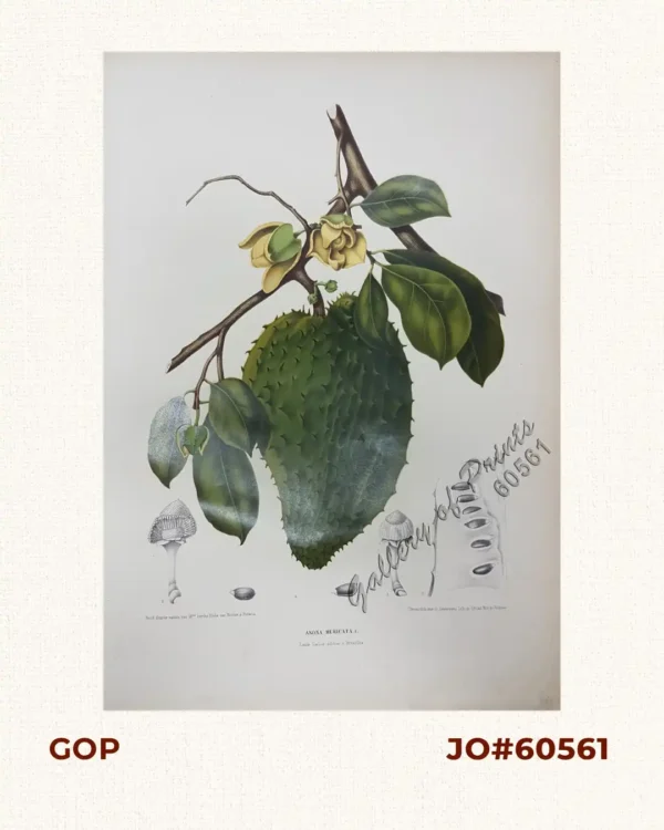 Anona Muricata. L. [English: Soursop  Local Name: Guyabano]