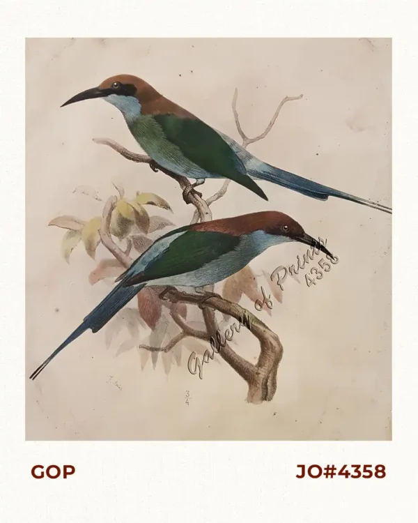 1) Merops Bicolor [Rufous-crowned Bee-eater]; 2) Merops  Sumatranus [Blue-throated Bee-eater]
