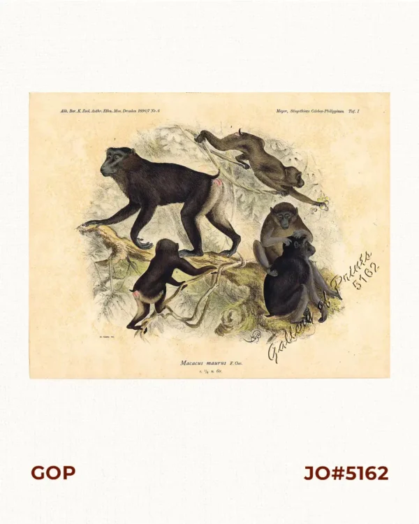 Macacus maurus F. Cuv. [Moor-Monkey]