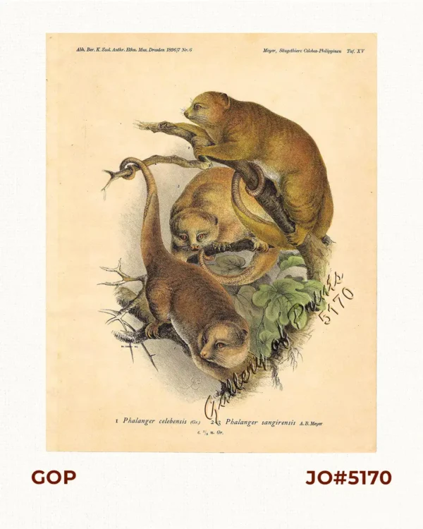 1) Phalanger celebensis. [Small Sulawesi Cuscus] 2-3) Phalanger sangirensis. [Sangihe Grey Cuscus]