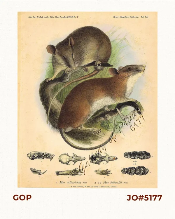 1) Mus callitrichus. [Beautiful-tailed Rat, Lovely-haired Rat, Greater Taeromys]  2-10) Mus hellwaldi. [Hellwald's Spiny Rat]