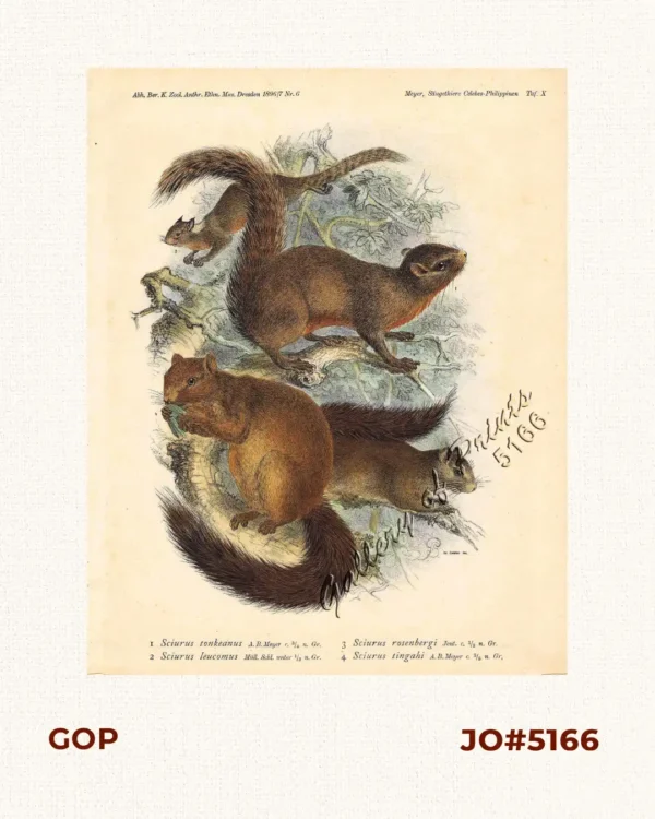 1) Sciurus tonkeanus. [Whitish Dwarf Squirrel] 2) Sciurus leucomus. [Whitish Dwarf Squirrel] 3) Sciurus rosenberg. [Sanghir Squirrel] 4) Sciurus tingahi [Sanghir Squirrel] Squirrel.