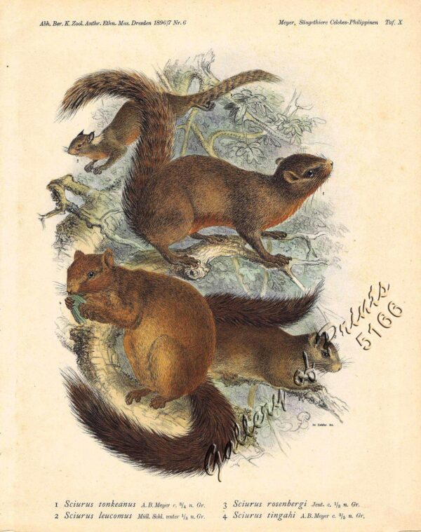 1) Sciurus tonkeanus. [Whitish Dwarf Squirrel] 2) Sciurus leucomus. [Whitish Dwarf Squirrel] 3) Sciurus rosenberg. [Sanghir Squirrel] 4) Sciurus tingahi [Sanghir Squirrel] Squirrel.