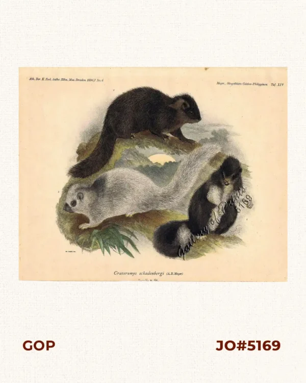 Crateromys schadenbergi. [Giant bushy-tailed cloud rat / Luzon bushy-tailed cloud rat]